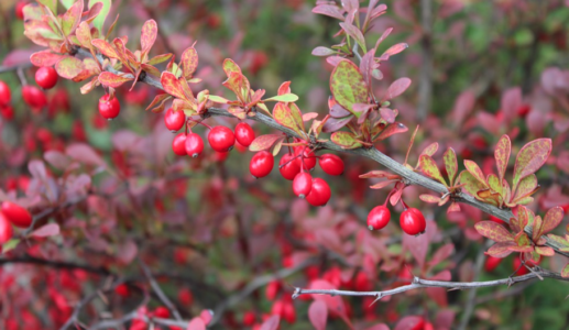 Health benefits of berberine