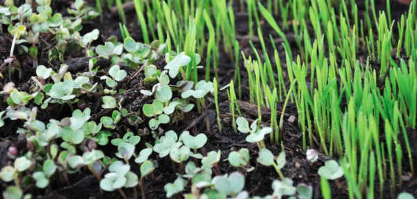 Growing Microgreens