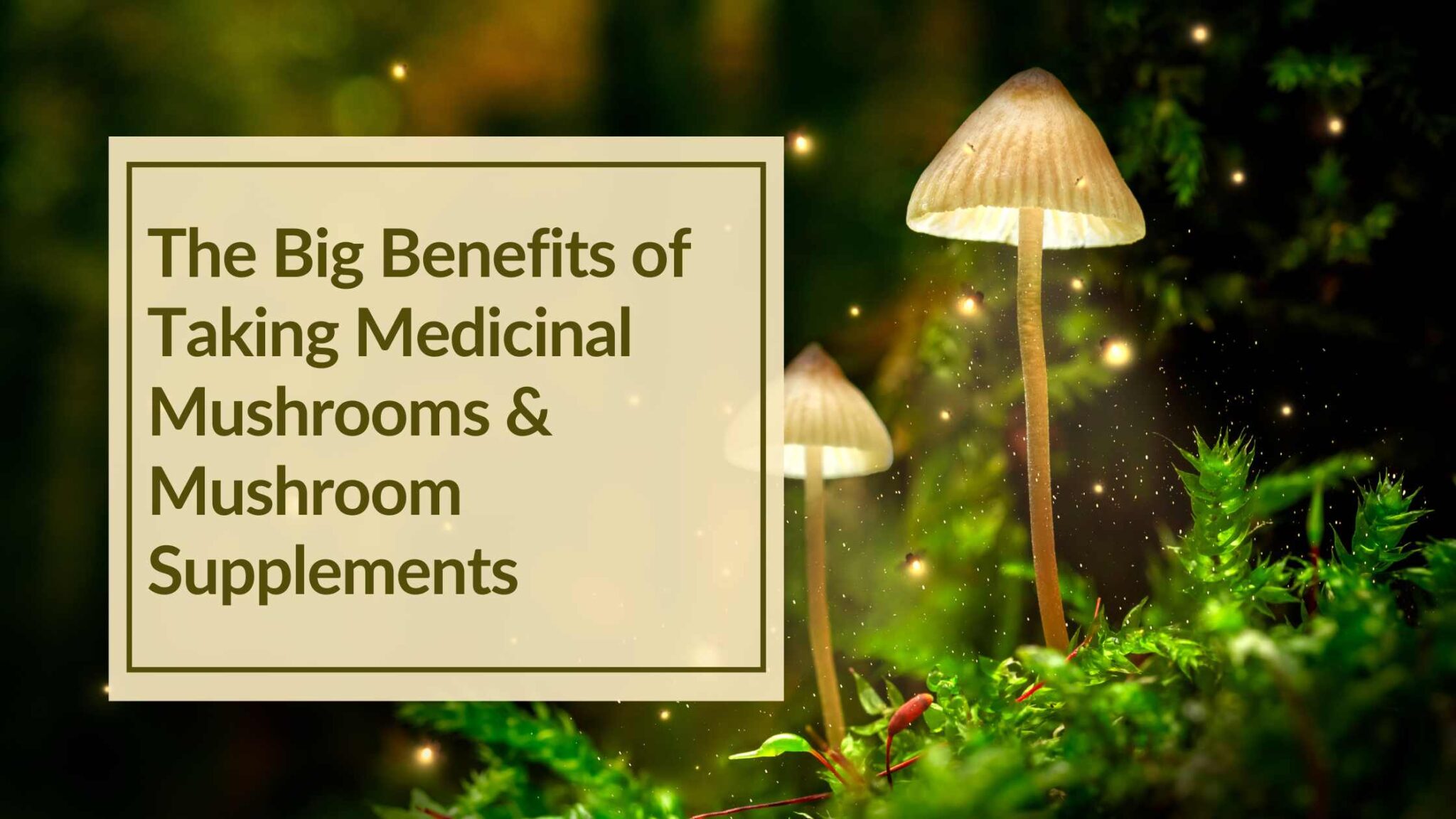 The Big Benefits of Taking Medicinal Mushrooms and Mushroom Supplements