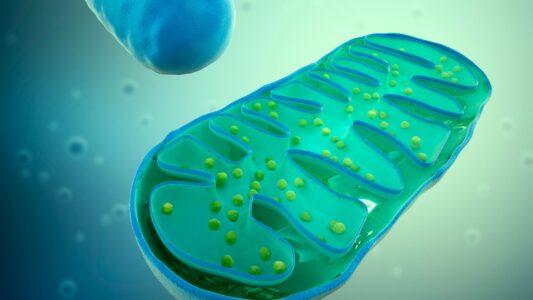 blue and green microscopic mitochondria, cellular metabolism 