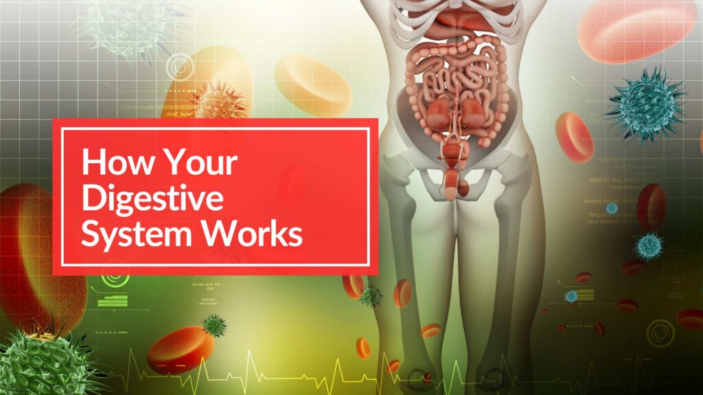 medical illustration showing how your digestive system works