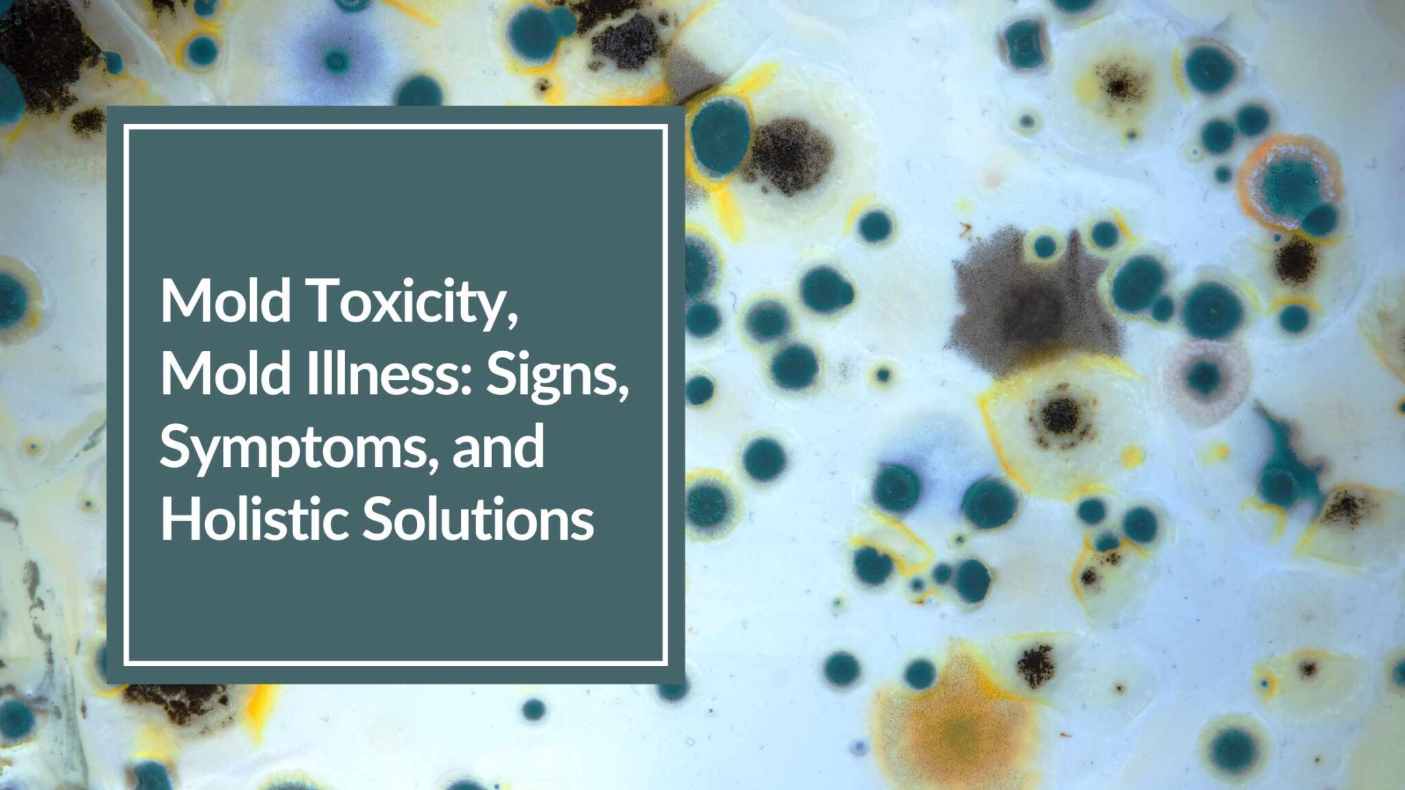 Mold Toxicity: Signs, Symptoms, Holistic Solutions - CBH Energetics