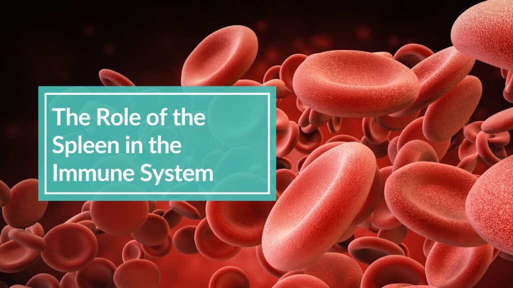 medical illustration of red blood cells to depict the role of the spleen in bioenergetic testing