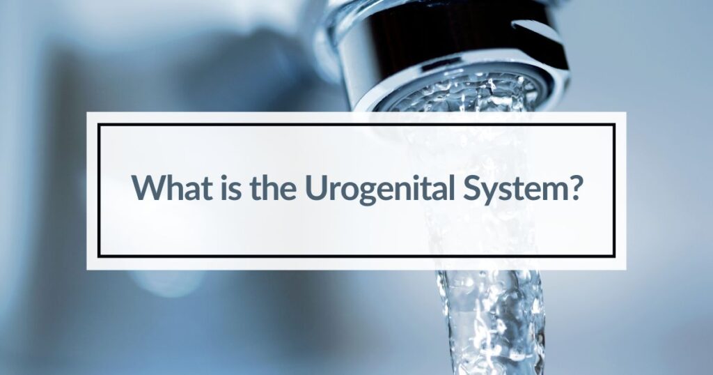 Close up picture of a tap with running water to represent the urogenital system