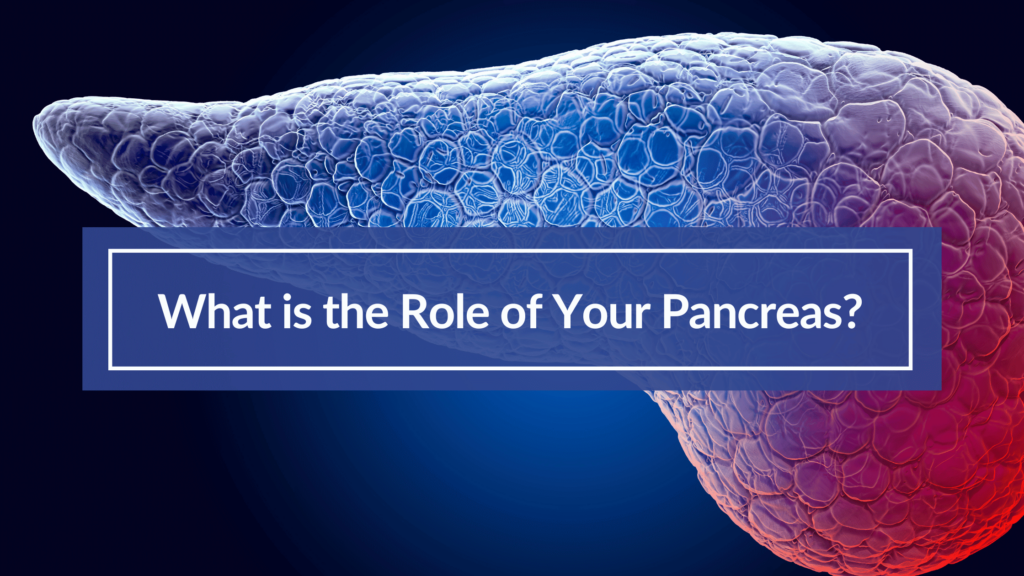 digital drawing of the pancreas