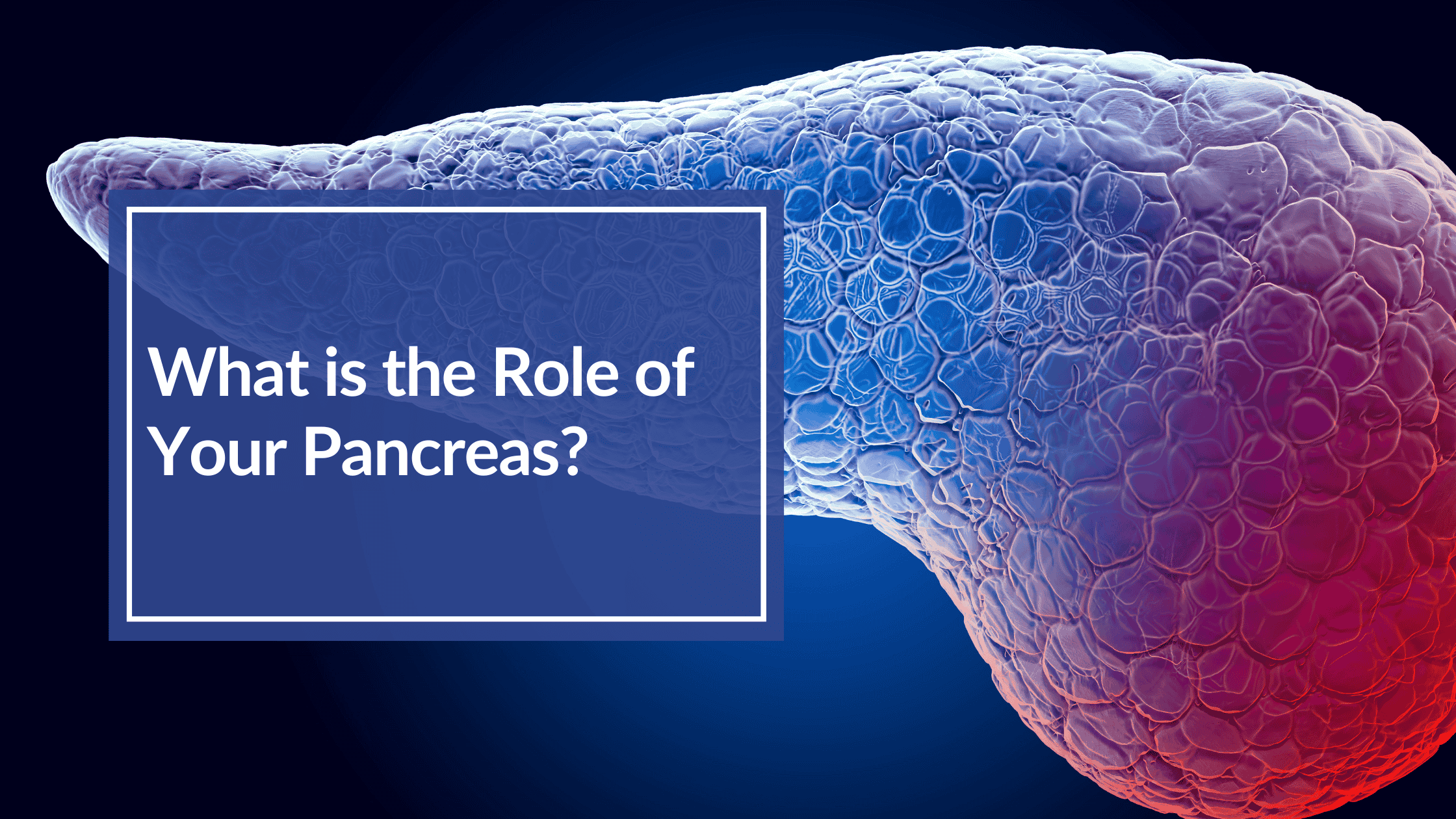 Digital drawing of the pancreas. Overlay text: What is the role of your pancreas?