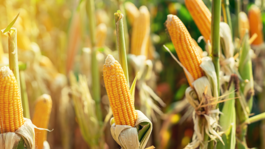 picture of corn cobs to show navigate food sensitivities