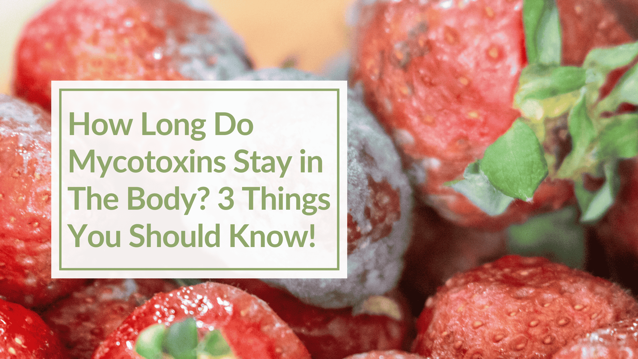 A picture of moldy strawberries with overlay text: How Long Do Mycotoxins Stay in The Body?