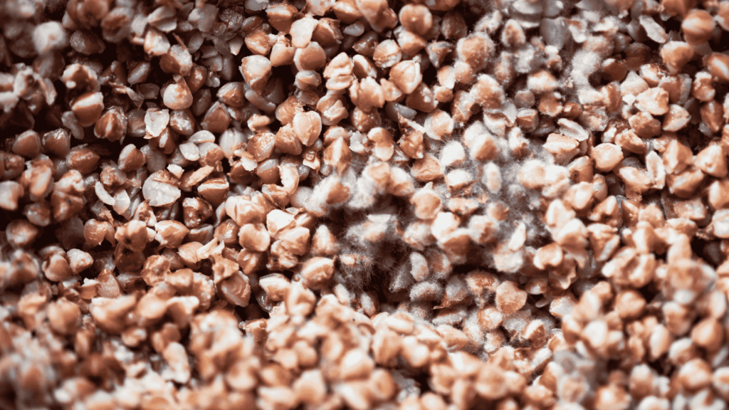 close up of moldy cereal grain - mycotoxins found in food.