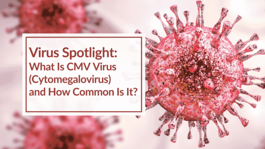 A digital rendering of CMV virus. OVERLAY TEXT: Virus Spotlight: What Is CMV Virus (Cytomegalovirus) and How Common Is It?