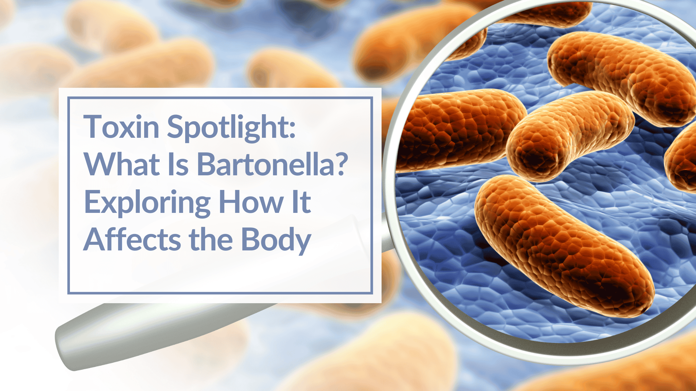 A closeup of a bacterium. Overlay Text: Toxin Spotlight: What Is Bartonella? Exploring How It Affects the Body