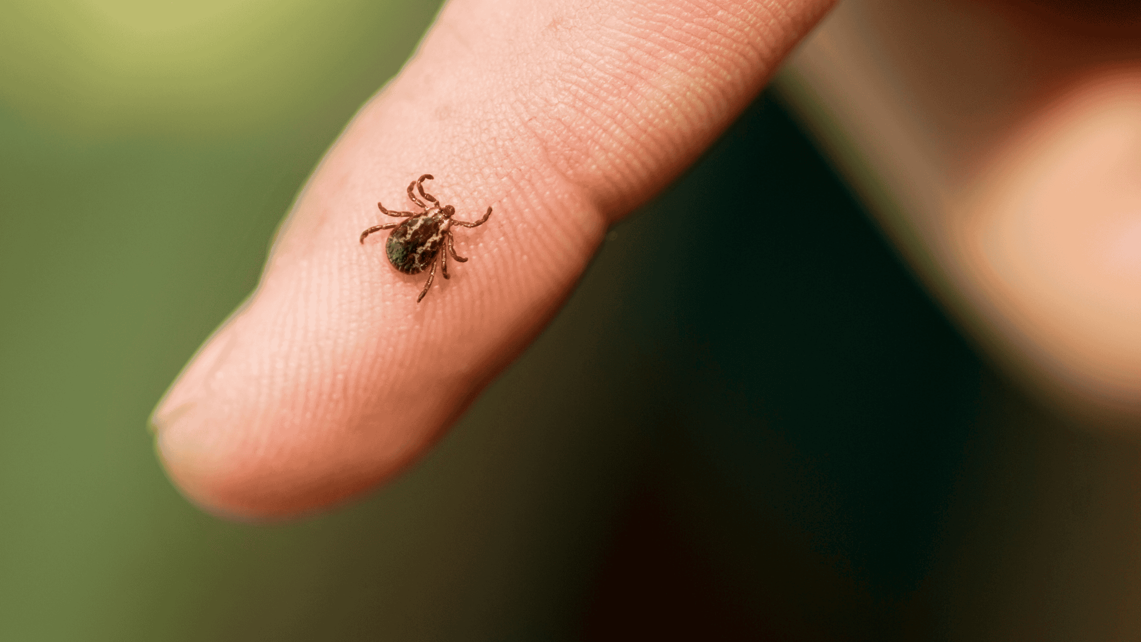 close up of a finger and a tick crawling on it.